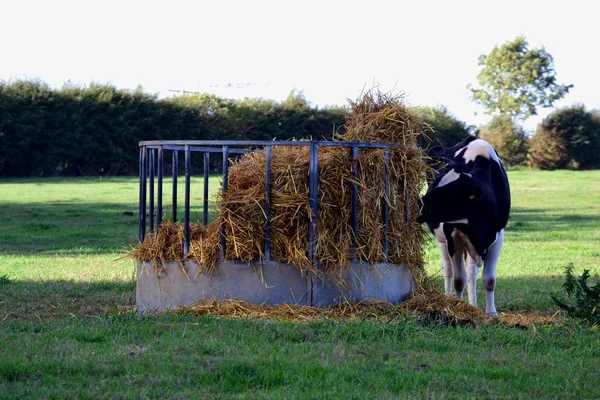 Kuh am Heufutterhäuschen — Stockfoto
