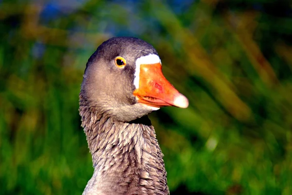 Greylag Kaz