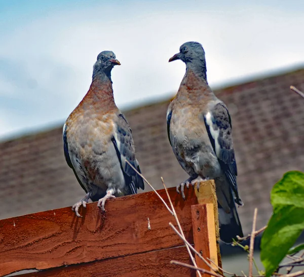 Pair of Wood Pigeons sitting on a fence either in love or just having a chat!