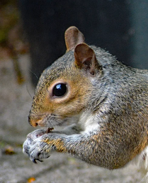 Close up of grey squirrel head