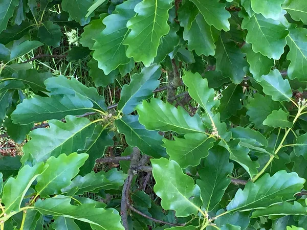 Kara Meşe Ağacı Yaprakları
