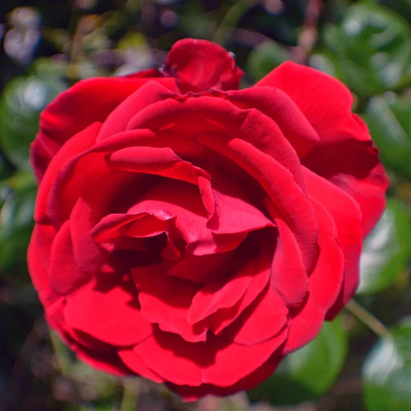 Kırmızı Gül kafasının güzel bir yakın çekimi.