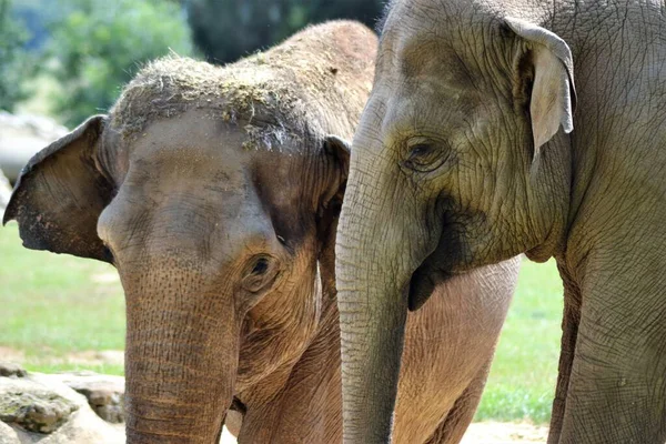 Yakın şirkette Asya filleri