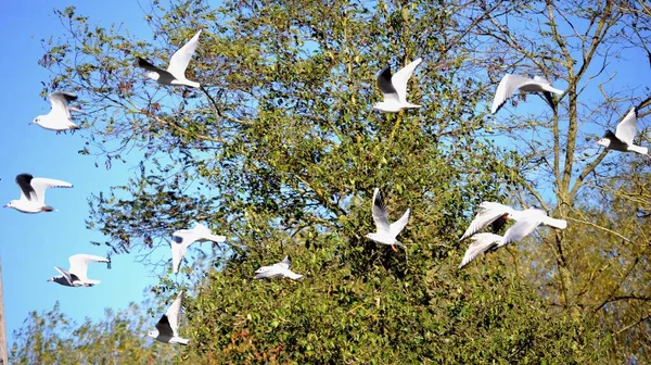 Uçan martılar grubu