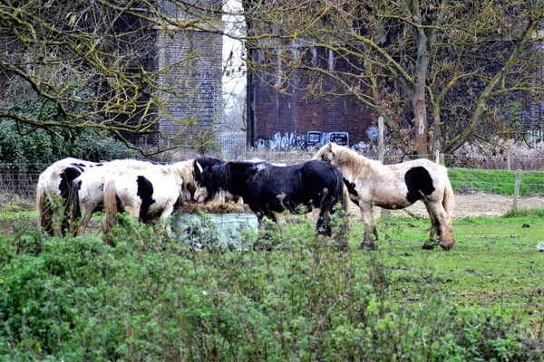 4 tüylü midilli birlikte