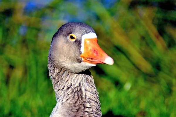 Kopfschuss Einer Graugans — Stockfoto