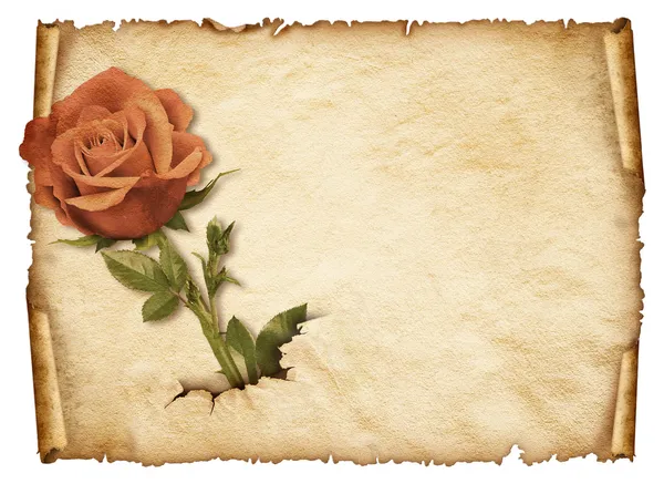 Stary papier kręcone z czerwona róża — Zdjęcie stockowe