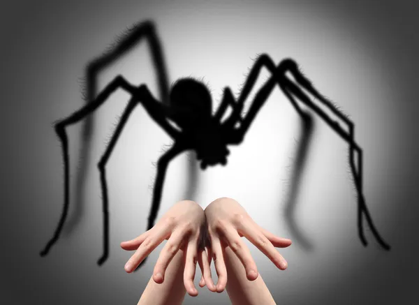 Shadow of spider — Stock Photo, Image