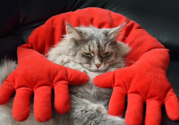 Cat resting on red pillow — Stock Photo, Image