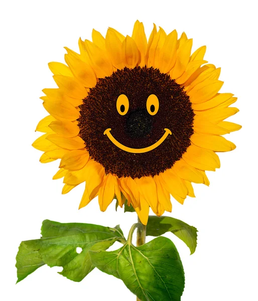 Smiling sunflower — Stock Photo, Image