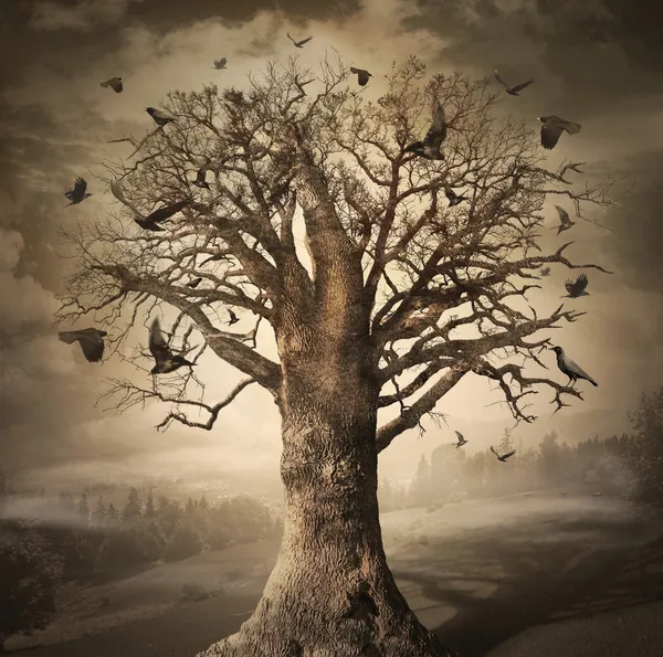 Magiska träd med kråkor — Stockfoto