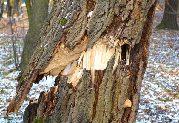 Tree broken by wind — Stock Photo, Image