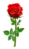 Einzelne schöne rote Rose