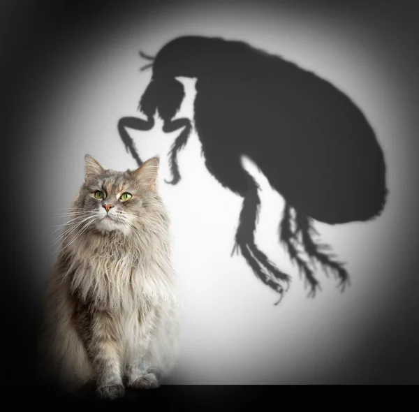 Sombra de gato y pulga — Foto de Stock