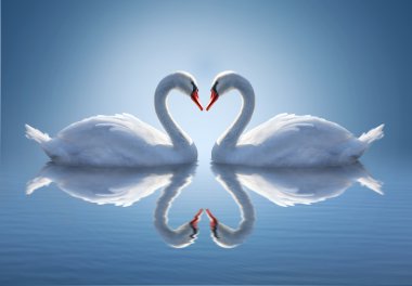 Romantic two swans,  symbol of love. clipart