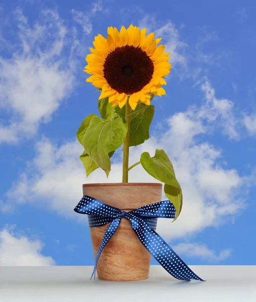 Zonnebloem in de pot. — Stockfoto