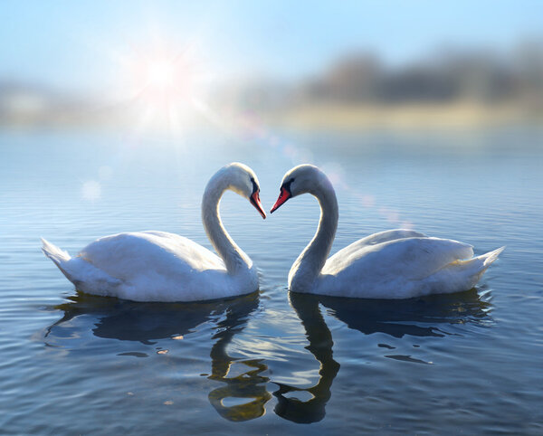 Swans on blue lake water in sunny day