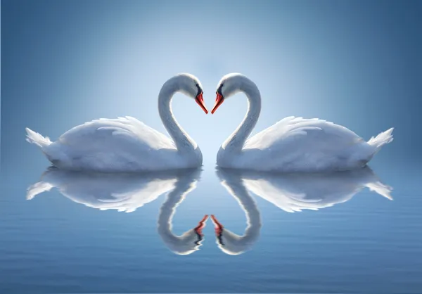 Romantische zwei Schwäne, Symbol der Liebe. — Stockfoto