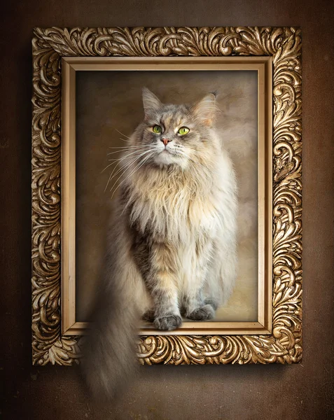 The sitting cat in gold frame — Stock Photo, Image