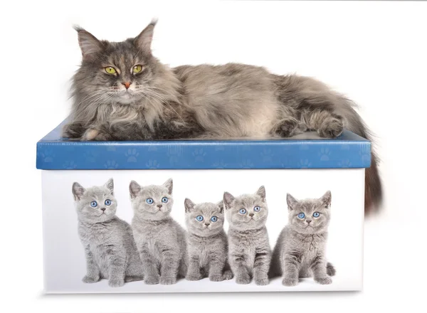 Portrait of maine coon cat on the box, isolated on white backgro — Stock Photo, Image