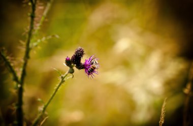 küçük bir çiçek arıya