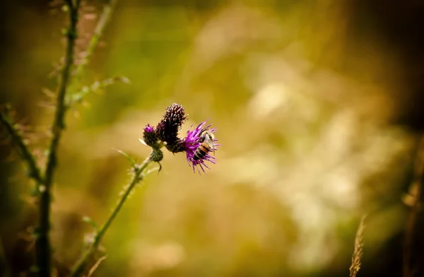 küçük bir çiçek arıya