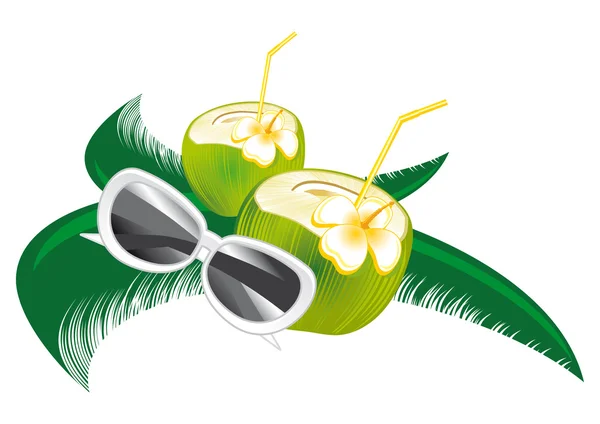 Noix de coco fraîche — Image vectorielle