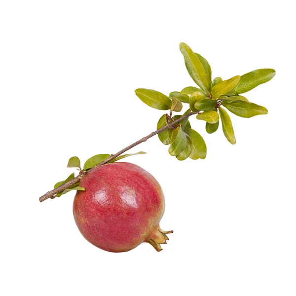 Granatäpple — Stockfoto