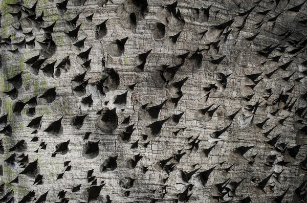 Arbre en coton de soie — Photo