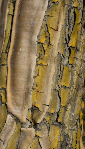 Yellow bark — Stock Photo, Image