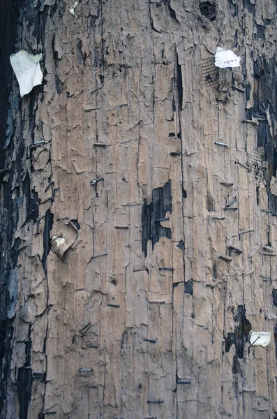 Textura madera — Foto de Stock