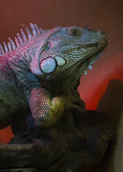 Yeşil iguana