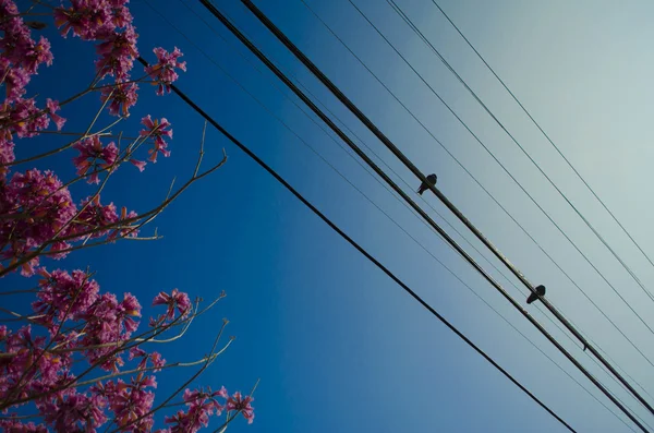 Birds on a wire — Stock Photo, Image