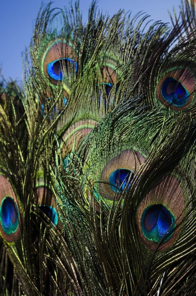 Plumas de pavo real — Foto de Stock