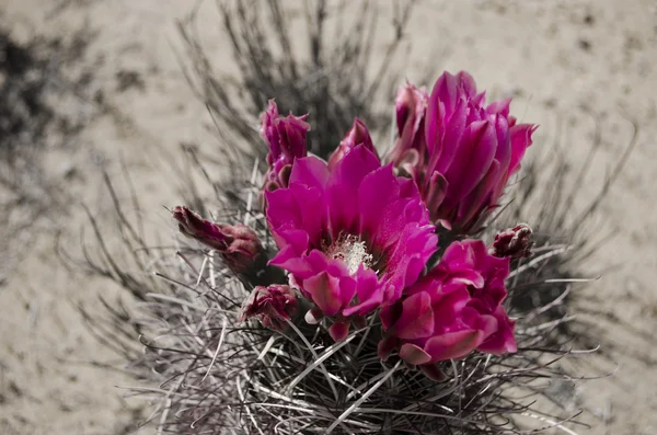 çöl kaktüs çiçek