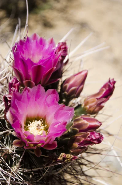 Öken kaktus i blom — Stockfoto