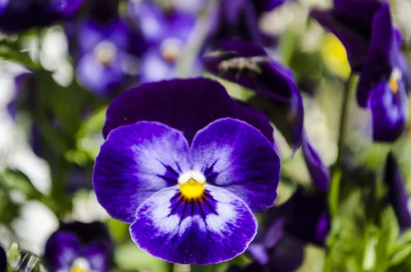 Фиолетовые фиолетовые голубые цветы — стоковое фото