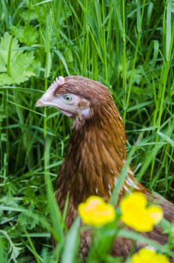 serbest çiftlik tavukları