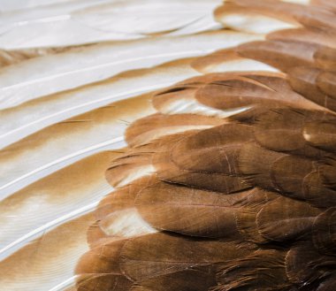 tavuk tüyleri ayrıntılı