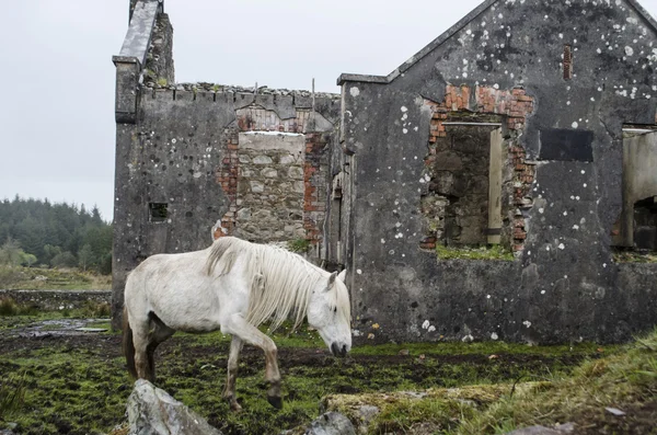 Witte paard onder ruïnes — Stockfoto