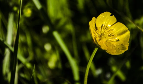 Bunga Buttercup (Potentilla recta ) — Stok Foto