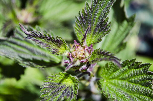 Деталь растения крапивы
