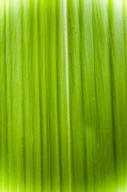 yaprak arka plan dokusu