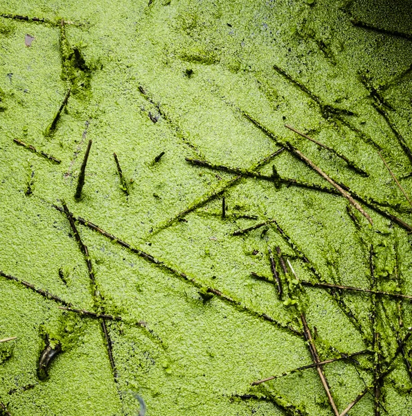 Algae and sticks texture