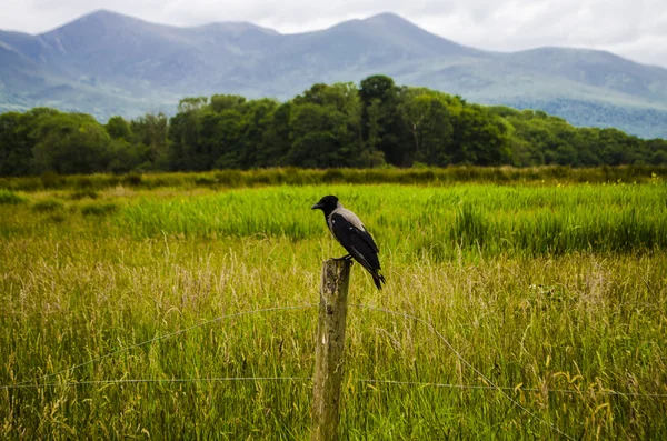 Blackbird waiting — Stock Photo, Image