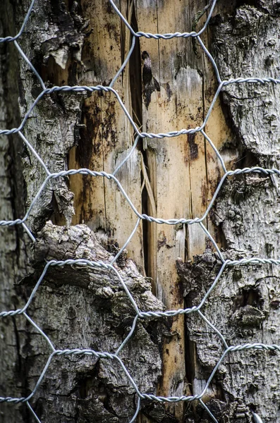 Ağaç kabuğu tel örgü ile korunan