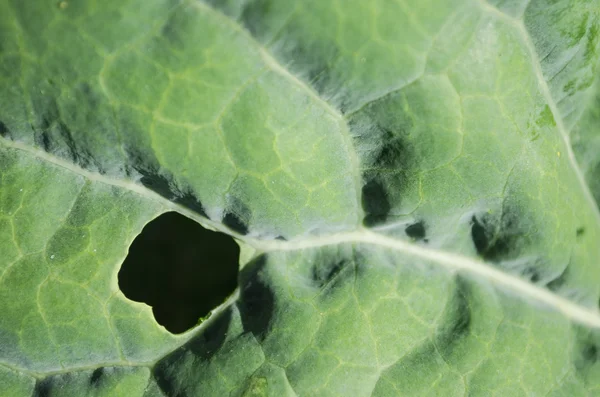 Närbild av ett löv som äts av buggar — Stockfoto