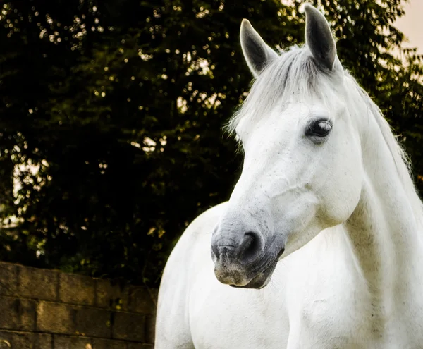 Witte paard bij avondschemering Rechtenvrije Stockfoto's