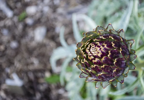 Kronärtskocka växt (Cynara cardunculus) — Stockfoto