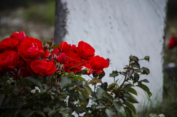 Rote Rosen abstrakt — Stockfoto